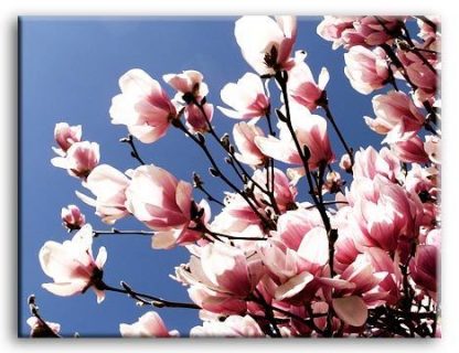 PREMIUM-CANVAS-ART-Magnolia-Flower-2-MANY-SIZES-370654406332