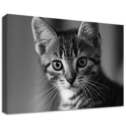 BLACK-AND-WHITE-KITTEN-CANVAS-LARGE-WALL-ART-kawai-bedroom-house-pet-animal-351642449664
