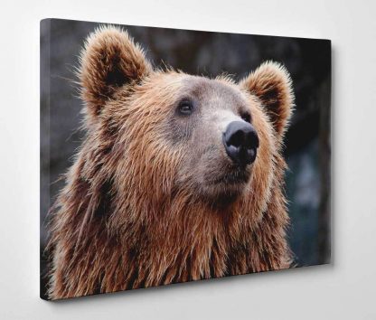 Bear-Portrait-Framed-Canvas-Art-Print-Giclee-Wall-Art-351659299344