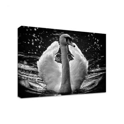 Swan-on-Lake-Framed-Canvas-Art-Print-Nature-Art-Many-Sizes-371543908825