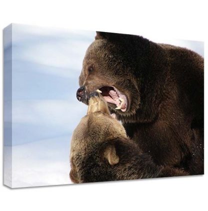 FIGHTING-BEARS-CANVAS-LARGE-WALL-ART-wild-life-nature-grizzly-teeth-371543911356