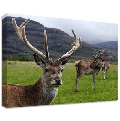 STAG-CANVAS-LARGE-WALL-ART-kawai-bedroom-house-pet-animal-deer-hunting-371543911326