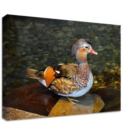 Mandarin-Framed-Canvas-Art-Print-Nature-Art-Many-Sizes-351642450087