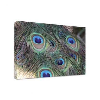Peacock-Feather-Framed-Canvas-Art-Print-Nature-Art-Many-Sizes-371543908729