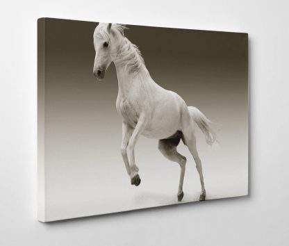White-Horse-On-Two-Legs-Framed-Canvas-Art-Print-Giclee-Wall-Art-371547296109